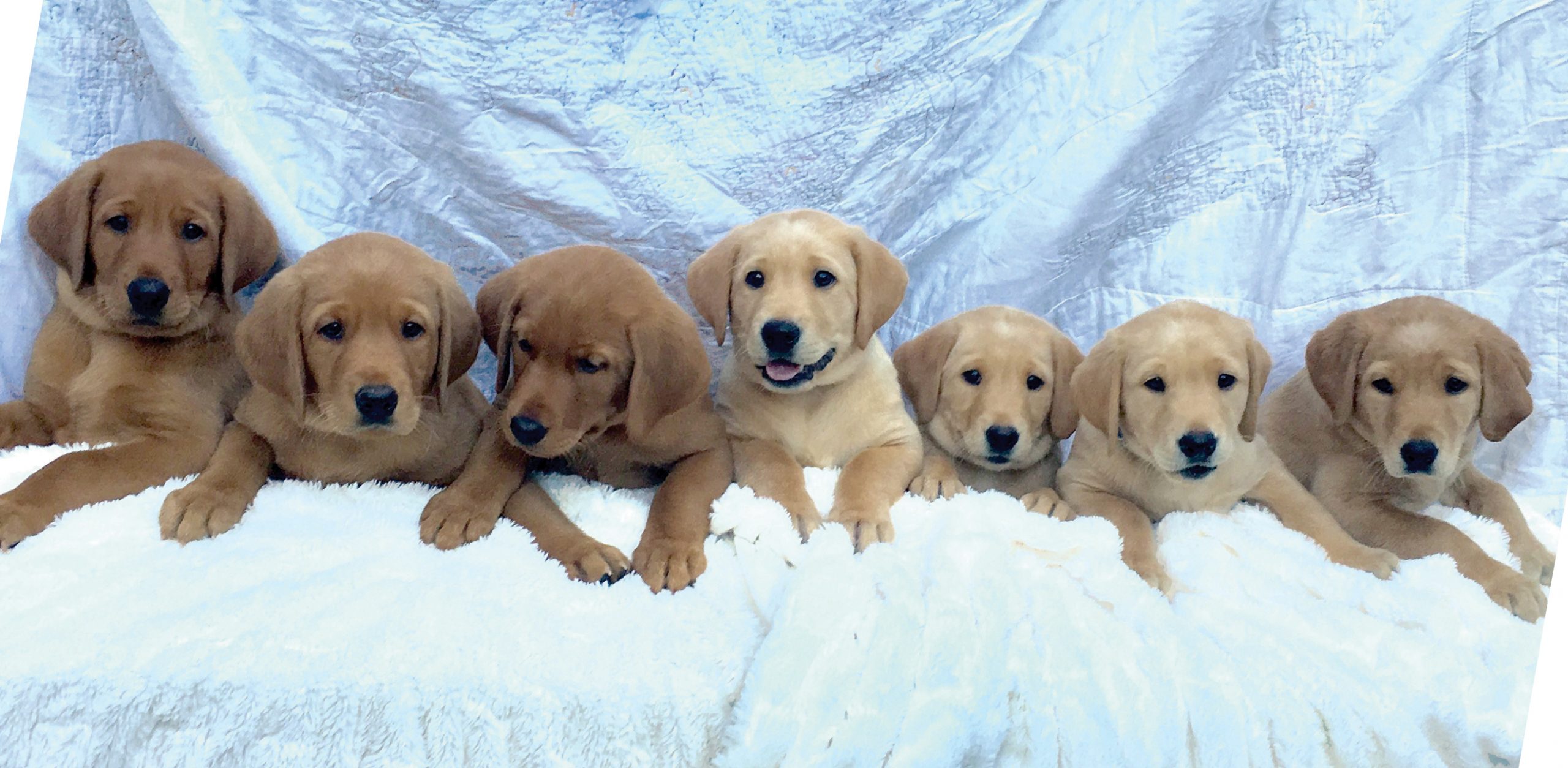 Litter2-1-scaled.jpg